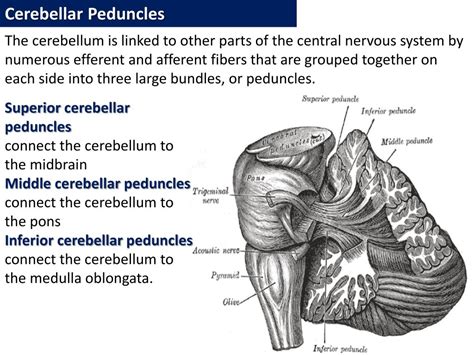 PPT - CEREBELLUM PowerPoint Presentation, free download - ID:2263806