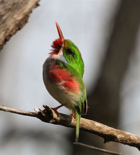 Cuban Tody, by John Hannan | Pretty birds, Bird pictures, Funny animals