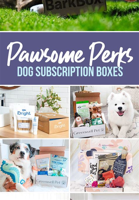 22 Best Dog Subscription Boxes to Treat Your Furry Best Friend ...