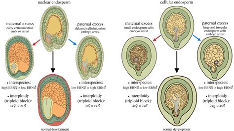 Postzygotic reproductive isolation established in the endosperm: mechanisms, drivers and ...