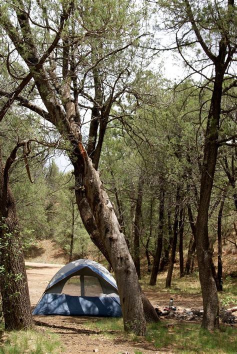 Forest Camping stock image. Image of green, campsite - 10052699