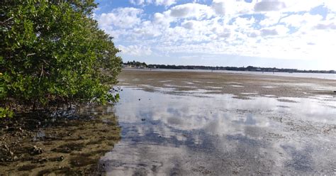 What Could Be Causing The Seagrass To Die Off?