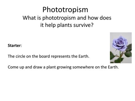 PPT - Phototropism PowerPoint Presentation, free download - ID:3139994