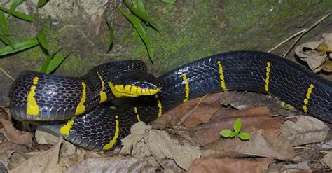 Banded Mangrove Snake - Venomous - Mildly Dangerous | ThailandSnakes