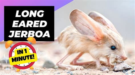 Long-Eared Jerboa - In 1 Minute! 🐭 One Of The Cutest And Exotic Animals ...