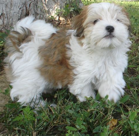 Brown and white Havanese dog photo and wallpaper. Beautiful Brown and ...