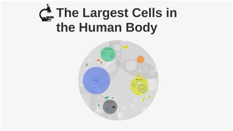 The Largest Cells in the Human Body by Nihar V. on Prezi