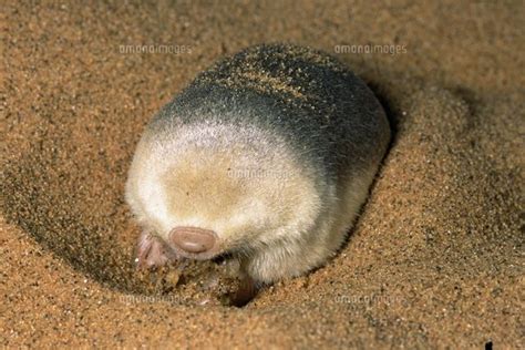 Grant's Golden Mole (Eremitalpa granti)[01543040564]の写真・イラスト素材｜アマナイメージズ | サバクキンモグラ, 動物, 哺乳類