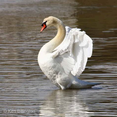 Mute Swan Cygnus olor | Focusing on Wildlife