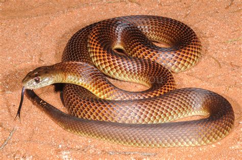 Our Venomous Neighbours - Brown Snakes