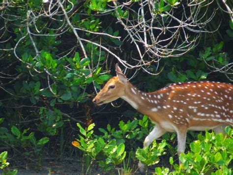 Know Much More About Sundarban Wildlife