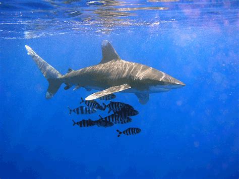 File:Oceanic Whitetip Shark.png - Wikipedia, the free encyclopedia