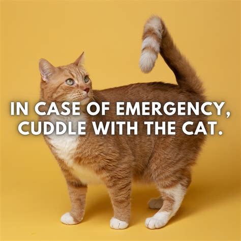 Really Funny Pictures Of Cats With Captions