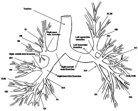 Scheme and nomenclature of the human bronchial tree. Right: Main ...