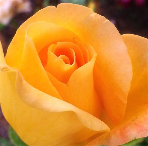 My Yellow Rose Bush : ) Photograph by Garth Rogers | Rose, Rose bush, Yellow roses