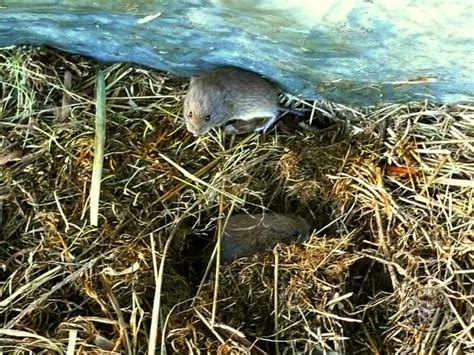 Field Vole Holes - Field Vole Nest - The Barn Owl Trust