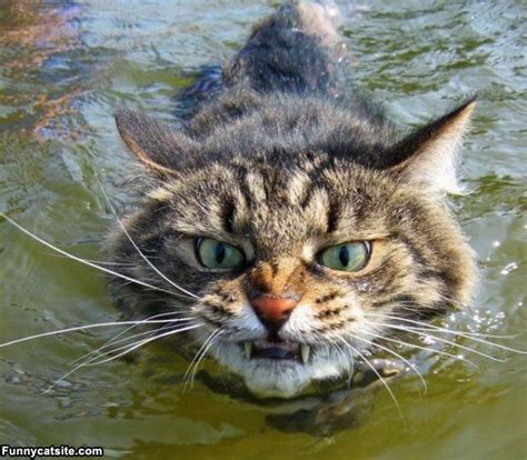 Funny cat swimming wallpaper - ONLINE NEWS ICON