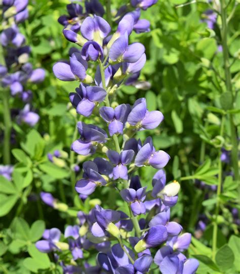 Blue False Indigo: A True Beauty in Your Garden – PurpleLeafWords