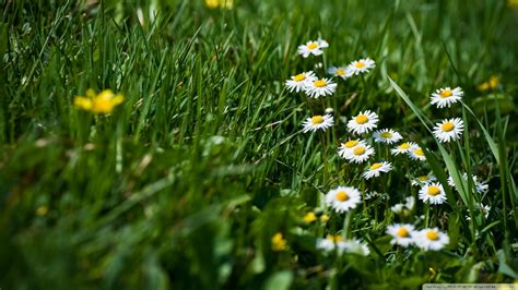 Download Field Of Grass And Flowers Wallpaper 1920x1080 | Wallpoper #449971