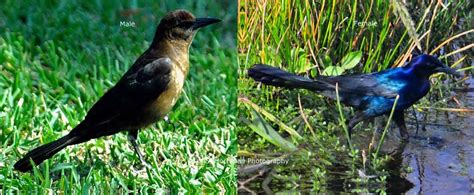 Boat tailed Grackle (Male & Female) | Grackle, Male, Boat