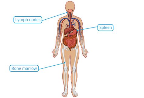 Connective Tissue Body Diagram