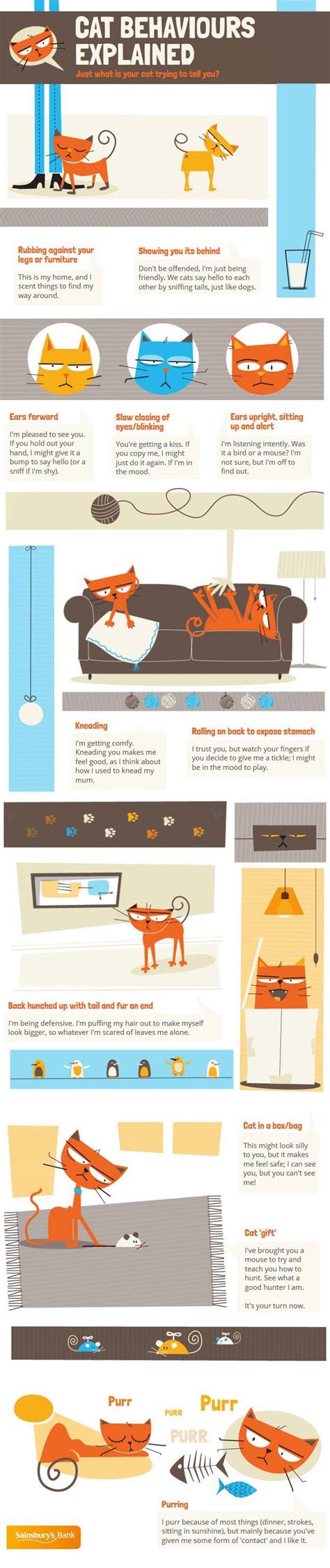 Cat Behaviors Explained [Animated Infographic]