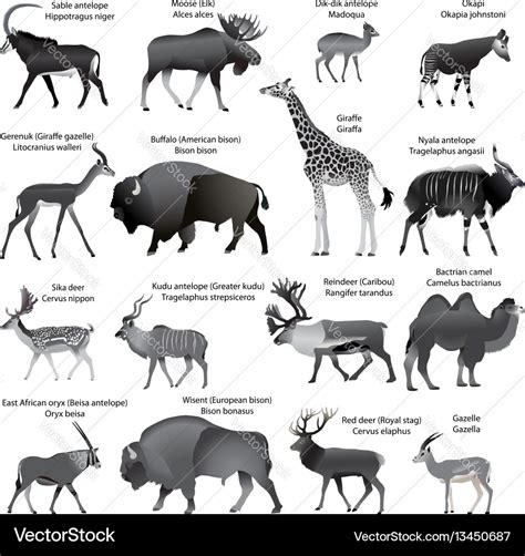 Ungulate Origin