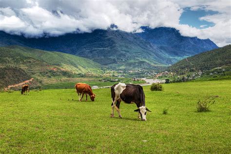 Wangdue Bhutan Travel - Sightseeing, Transfer, Hotel, Weather