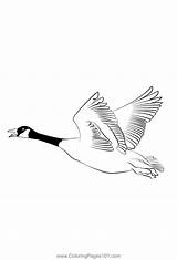 Canada Goose 3 Coloring Page For Kids  Free Swans And Geese Printable sketch template