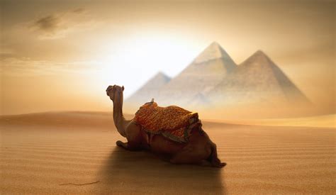 Nikos Bantouvakis, Egypt, Pyramid, Desert, Animals, 500px, Camels Wallpapers HD / Desktop and ...