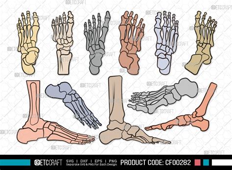 Human Foot Anatomy Clipart, Human Foot Anatomy SVG, Foot Anatomy Svg, Foot Bones Svg, Foot ...