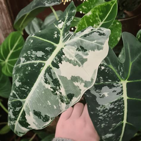 Alocasia Frydek: Grow and Care Guide | Plantcarefully