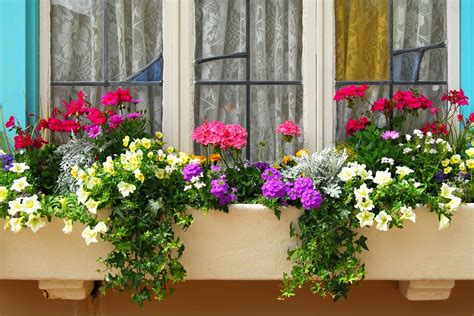 How to Plant Window Boxes: 10 Simple Tips | Reader's Digest