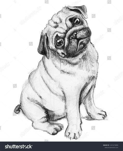 Pencil Drawing Pug Carlino Dog Illustration Stock Illustration 1431673850 | Shutterstock