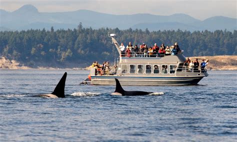 San Juan Islands Whale Watching Tours / Orcas, Lopez, Shaw Island ...