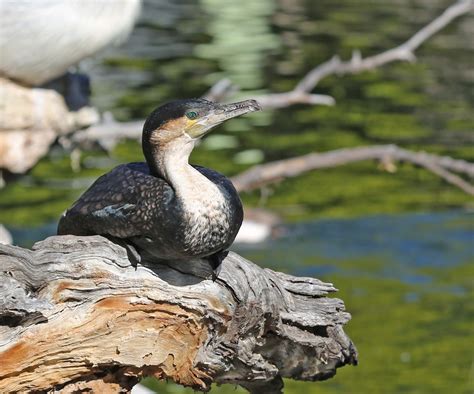 Pictures and information on White-breasted Cormorant