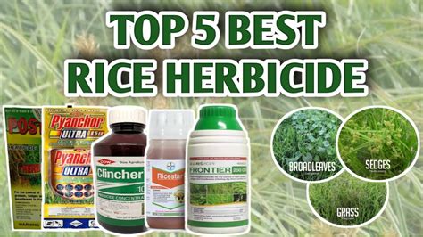 TOP 5 BEST RICE HERBICIDE | Vlog#12 - YouTube