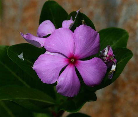 Flora of Malawi: Species information: individual images: Catharanthus roseus