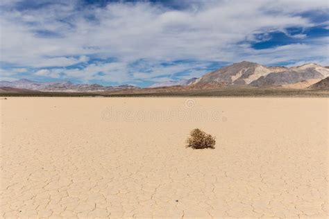 Lone Weed on Dry Lake Bed in Desert Stock Image - Image of death, desert: 53794477