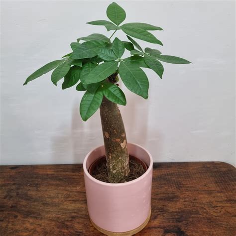 Bonsai Money Tree, Furniture & Home Living, Gardening, Plants & Seeds on Carousell