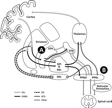 Schematic representation of the basal ganglia and their most important ...