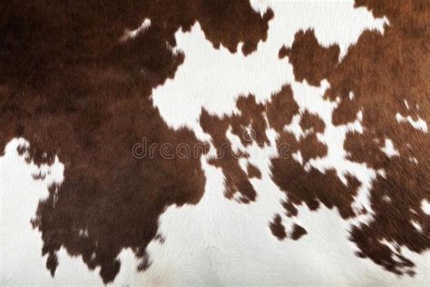 Real cow skin texture. Brown and white real cow skin texture , # ...