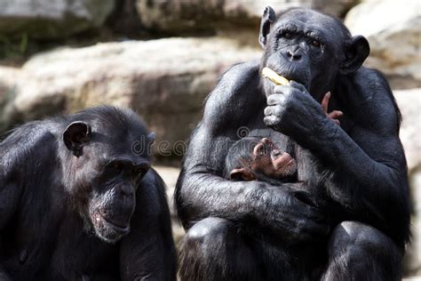 Baby chimp with mother stock image. Image of togetherness - 13784237