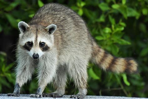 Predecir primero solamente vendo cria de mapache Nueve diseñador estático