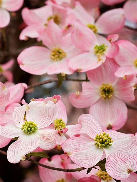 Dogwood - Pink | Pink dogwood tree, Pink dogwood, Dogwood trees