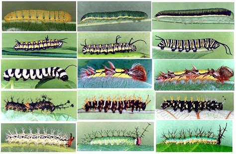 Pieridae, Nymphalidae larvae from Colombia | Luis Miguel Constantino | Flickr