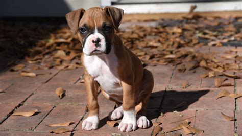 Boxer Growth & Weight Chart: Everything You Need To Know | Pawlicy Advisor