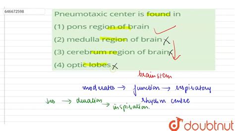 Pneumotaxic center is found in