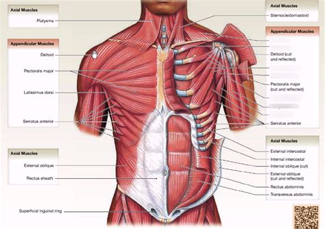 Anterior Deep Appendicular Muscles Diagram | Quizlet