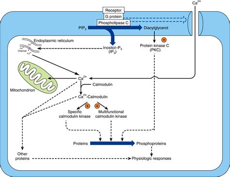 Generalized Hormone Signaling Pathway